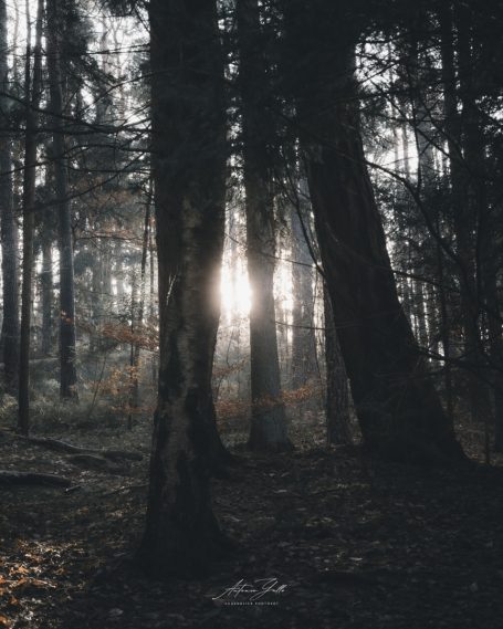 Sonnenlicht schimmert durch dichte Baumstämme im Wald.