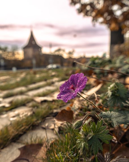 Lila Blume in der Nähe von Pflastersteinen und einem unscharfen Hintergrund mit einem Turm.