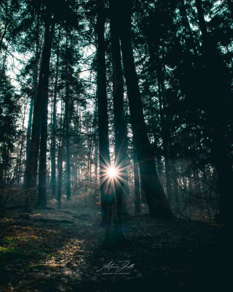 Eine Person steht im Wald, umgeben von hohen Bäumen, mit Sonnenstrahlen im Hintergrund.