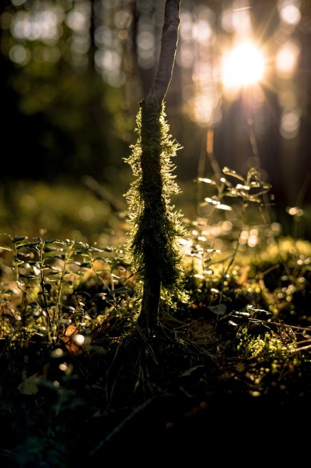 Moos bedeckt einen Baumstamm im Sonnenlicht, umgeben von Waldvegetation.