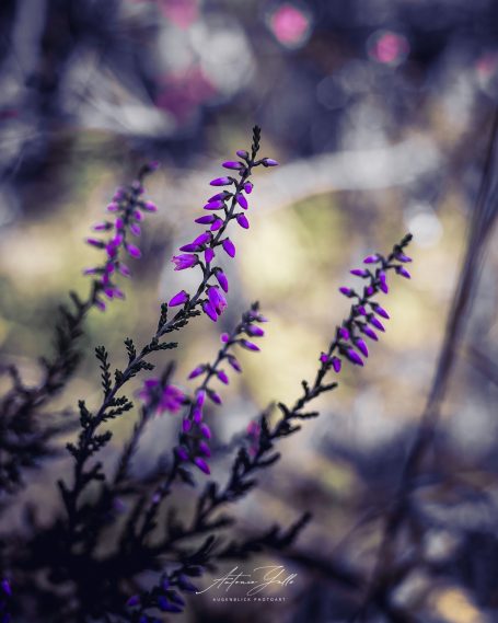 Lila Blüten mit feinen grünen Blättern vor unscharfem Hintergrund.