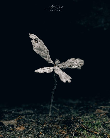 Eine einzelnes Blatt mit durchsichtigen, zerfetzten Rändern auf einem dunklen Hintergrund.