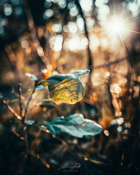 Ein Blatt schimmert im warmen Licht der untergehenden Sonne, umgeben von unscharfen Zweigen.