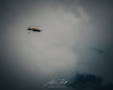 Ein Vorbeiflug eines Vogels vor einer bedrückenden, bewölkten Himmel.